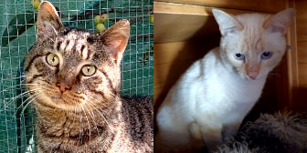 Snowy & Monty, from Feline Network - Devon, homed through CatChat