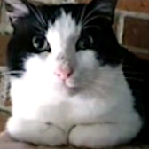 Stitch, from Feline Network - Devon, homed through CatChat