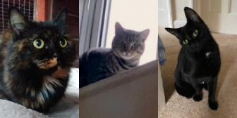 Will, Wendy, Chloe, George & Milo, from BJ Cat Rescue, homed through CatChat