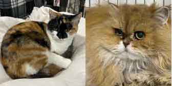 Bea & Furball, from Pawz for Thought, Sunderland, homed through Cat Chat