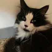 Cat, from Maesteg Animal Welfare Society, Bridgend, homed through Cat Chat