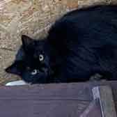 Leah, from Maesteg Animal Welfare Society, Bridgend, homed through Cat Chat