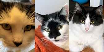Lily, Puss & Charlie, from Maesteg Animal Welfare Society, Bridgend, homed through Cat Chat