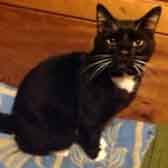 Pipkin, from Springfield Rescue, Chelmsford, homed through Cat Chat