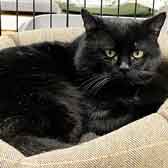 Samson, from Pawz for Thought, Sunderland, homed through Cat Chat
