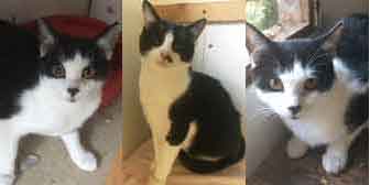 Taffy, Natasha & Maud, from Burton Joyce Cat Rescue, Nottingham, homed through Cat Chat