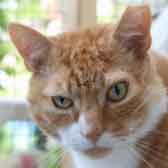 Toby, from New Beginnings Cat Rehoming, Gateshead, homed through Cat Chat