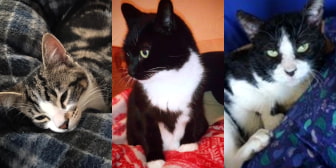 Albie, Pixie & Gus, from Cat Action Trust 1977 - Doncaster South, homed through CatChat