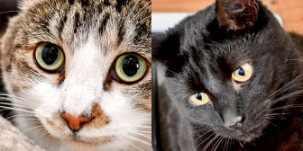 Alfie & Ollie, from Lancashire Paws Cat Rescue, homed through CatChat
