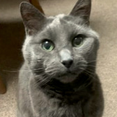 Blue, from Whinnybank Cat Sanctuary, homed through CatChat