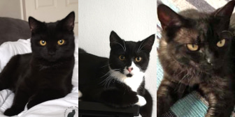 Dixie, Leo, Alfie, Archie & Daisy, from Bushy Tail Cat Aid, homed through CatChat