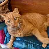 Frisbee, from Springfield Animal Rescue, Chelmsford, homed through Cat Chat