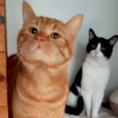 Garfield & Stewy, from Barnsley Animal Rescue Charity, homed through CatChat