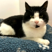Glen, from CP - Stranraer & District, homed through CatChat