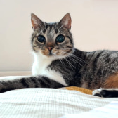 Helga, from Burton Joyce Cat Welfare, homed through CatChat