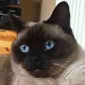 Louie, from Aylesbury Cat Rescue, Bucks, homed through Cat Chat