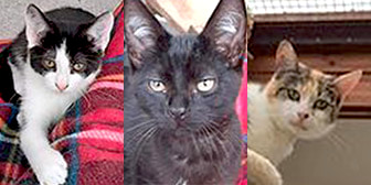 Maggie, Monty & Matilda, from Cat Action Trust 1977 - Leeds, homed through CatChat