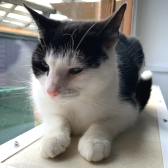 Millie, from Maesteg Animal Welfare Society, homed through CatChat