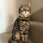 Tesla, from Bengal Cat Association, homed through CatChat