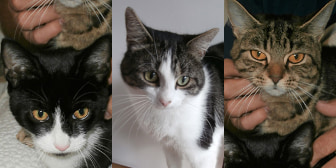 Toyah, Prince & Charlie, from Orphan Annie's Cat Rescue, homed through CatChat