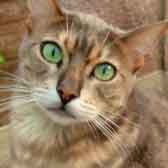 Tigger, from Bengal Cat Association, Birmingham, homed through Cat Chat