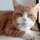 Chester, from Mitzi's Kitty Corner, homed through CatChat