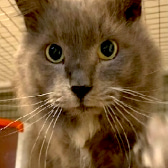 Christian, from Maesteg Animal Welfare Society, homed through CatChat