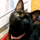 Felicia, from Pawz For Thought, homed through CatChat