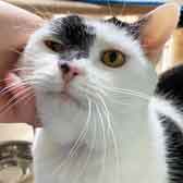Fluffy, from Battersea at Old Windsor, Surrey, homed through Cat Chat