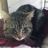 Godfrey, from Burton Joyce Cat Welfare, homed through CatChat