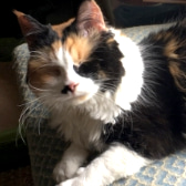 Lolita, from Springfield Animal Rescue, homed through CatChat