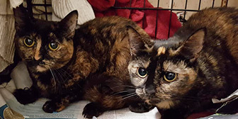 Molly and Dolly, from Lulubells Rescue, Enfield, homed through Cat Chat