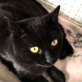 Paddy, from Lancashire Paws Cat Rescue, homed through CatChat