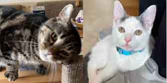 Alfie & Milo, from Caring Animal Rescue, Stafford, homed through Cat Chat