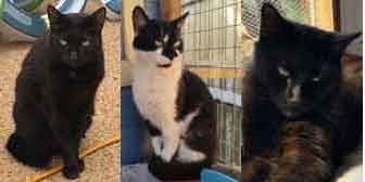 Babs, Tyson & Herbert, from Maesteg Animal Welfare Society, Bridgend , homed through Cat Chat