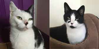 Bae & Bigsby, from 8 Lives Cat Rescue Sheffield, homed through Cat Chat