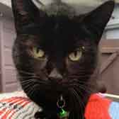 Billie, from Maesteg Animal  Welfare Society, Bridgend, homed through Cat Chat