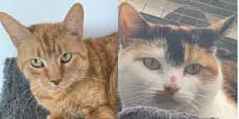 Gingy & Sian, from  Maesteg Animal Welfare Society, Bridgend, homed through Cat Chat