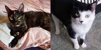 Hazel & Ollie, from Feline Network Cat Rescue, Paignton, homed through Cat Chat