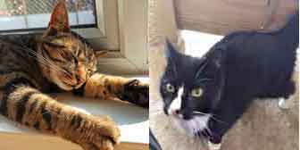 Izzy & Magic, from Mitzi's Kitty Corner, Totnes, homed through Cat Chat