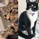 Luna & Mylo, from Lancashire Paws Cat Rescue, Bolton, homed through Cat Chat