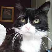Marcus, from Bushy Tail Cat Aid, Watford, homed through Cat Chat