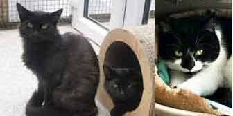 Ostin, Ralph & Paddy, from Furry Tails Feline Welfare, Blackpool, homed through Cat Chat