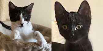 Tuck & Pea, from All Animal Rescue, Southampton, homed through Cat Chat