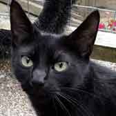 Penny, from Maesteg Animal Welfare Society, Bridgend, homed through Cat Chat
