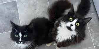 Pippa & Pepper, from Lulubells Rescue, Enfield, homed through Cat Chat