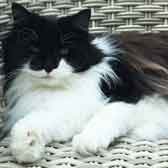 Purdy, from Caring Animal Rescue, Stafford, homed through Cat Chat