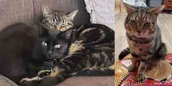 Sweep & River, and Toby, from Brinsley Animal Rescue, Nottingham, homed through Cat Chat