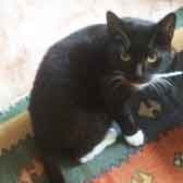 Sally, from Kathy's Cat Rescue, The Wirral, homed through Cat Chat