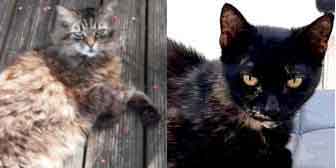Samba & Gizzy, from Mitzi's Kitty Corner, Totnes, homed through Cat Chat